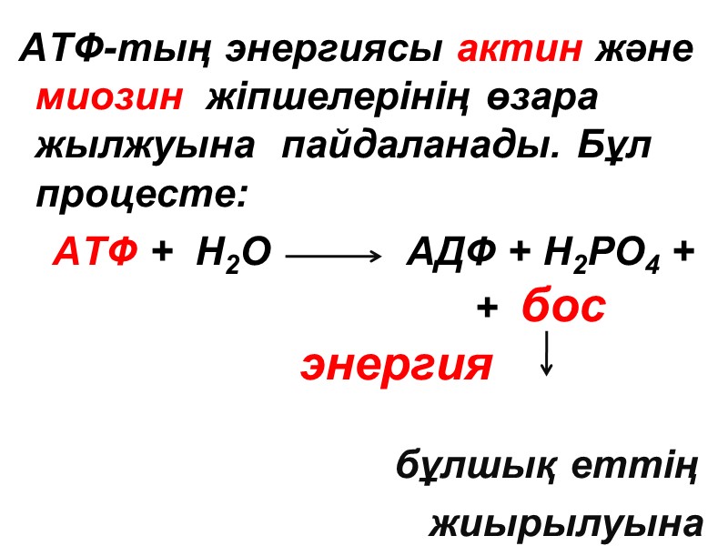 АТФ-тың энергиясы актин және миозин  жіпшелерінің өзара жылжуына  пайдаланады. Бұл процесте: 